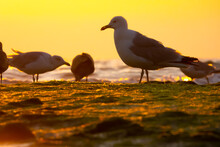 Flock Of Seagulls On The Beach At Sun