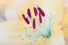 Lily Flower Stamen And Pistil. Selective Soft Focus. Nature Pastel Color Tone Background.