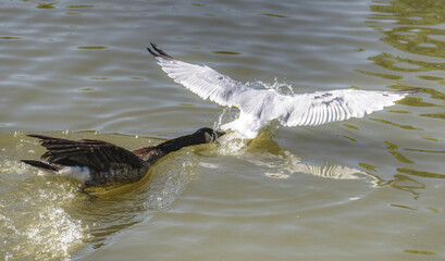 Poster - Closeup of a black Seagull chasing a white goose in the Humber river