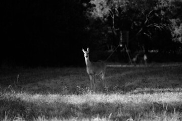 Canvas Print - Doe deer alone in rural Texas field with dark background.