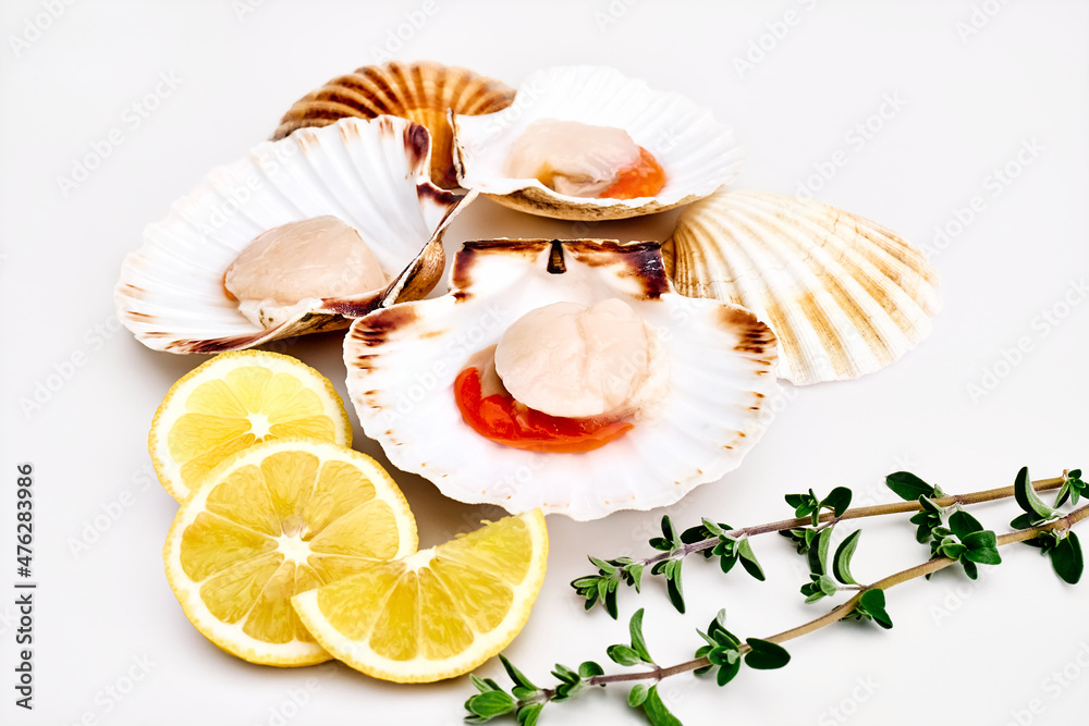 Raw scallops in shells with lemon and herbs on white background ...