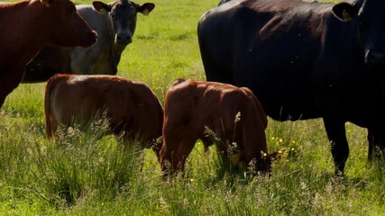 Sticker - The cattle on the farm in 4K