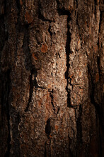 Closeup Shot Of A Tree Trunk Structure