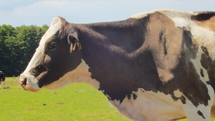 Poster - A calf grazing in a green pasture