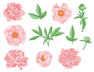 Canvas Print - Set of Pink Peony Flowers