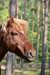 Portrait Pferd im Wald, Pferdekopf