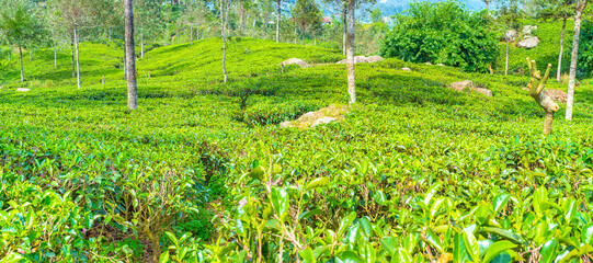 Sticker - Densely planted tea shrubs  look like a carpet, that covers hills in Sri Lanka