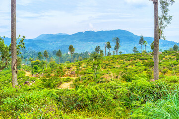 Canvas Print - Tea plantations  of Sri Lanka