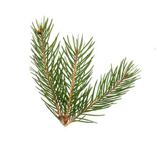 Top View Of Green Fir Tree Spruce Branch With Needles Isolated On