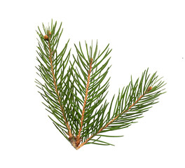 Top view of green fir tree spruce branch with needles isolated on