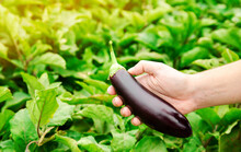 The Farmer Harvests Ripe Eggplants In The Field. Picking Of Fresh Vegetable. Growing Organic Vegetables. Agriculture, Farming. Selective Focus