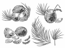 Engraving Coconut, Cocktail And Palm Leaves