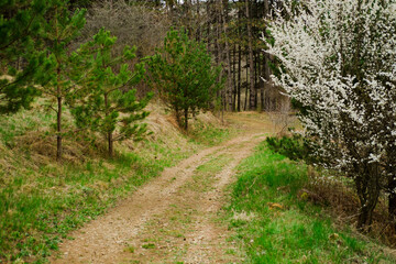 Fototapeta dirt road in the spring forest on the background of green fir trees