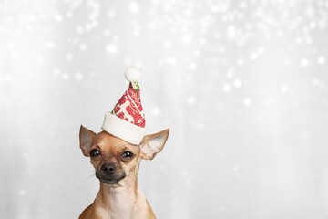 Wall Mural - Funny studio portrait of cute smiling puppy dog wearing Christmas costume