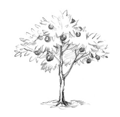 Canvas Print - Small fruit tree. Pencil sketch