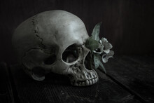 A Human Skull In Profile With Henbane Flowers In The Eye Socket On A Dark Table. Deadly Devil Flower. Vanitas
