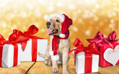 Poster - Cute domestic dog wearing funny traditional cute Christmas costume with presents