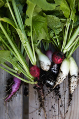 Wall Mural - Fresh radishes on a wooden background