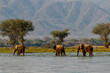 Elephant bulls walking in the Zambezi river in Mana Pools National Park in Zimbabwe  with the mountains of Zambia in the background