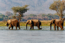 Elephant Bulls Walking In The Zambezi River In Mana Pools National Park In Zimbabwe  With The Mountains Of Zambia In The Background