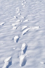 Impronte Nella Neve