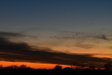 Poster - Geese Flying in a Sunset