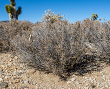 Blackbrush (Coleogyne Ramosissima) Is A Long Lived Shrub That Dominates At Moderate Elevations In The Mojave Desert And Colorado Plateau.