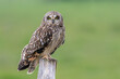 Short eared owl Asio flammeus perched on post with green background field