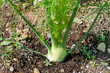 A closeup of an organic kohlrabi vegetable with a turnip like root vegetable and long green leafy stalks growing out of the plant. The greenish German root vegetable has a round head shape. 