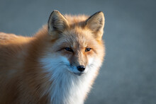 A Close Up Of A Wild Young Red Fox's Head Staring Forward With Piercing Eyes. The Animal Has Pointy Ears, A Black Muzzle, A Fluffy Red Fur Cat, And A Cute Look On Its Face. The Background Is Blue.  
