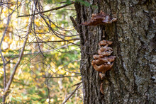 Multiple Decaying Fungus Growths On A Large Thick Tree In A Forest. The Brown Wooden Bark Has A Number Of Mushroom Shaped Toxic Tree Fungus In Different Sizes And Shapes Feeding On The Tree. 