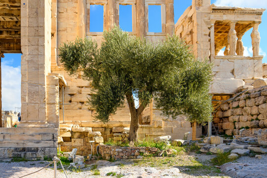 athena's sacred olive tree alongside the erechtheion near the parthenon on acropolis hill in athens,