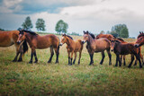 Fototapeta Konie - horses in the field