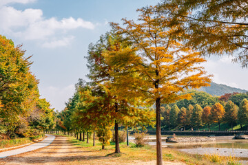 Sticker - Gwanbangjerim autumn forest road in Damyang, Korea