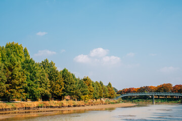 Wall Mural - Gwanbangjerim autumn forest and river in Damyang, Korea