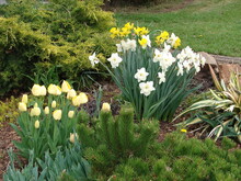 Spring Garden With Yellow Tulips And Daffodils, Background, Greenery