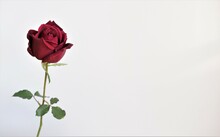 1輪の真紅の薔薇、白背景、赤いバラの花
