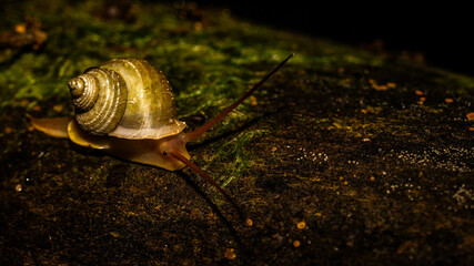 Borneo land snail crawling in the forest ground. Borneo tropical rain  forest animal