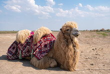Portrait Of Bactrian Camel In Kazakhstan. Desert Steppe Transport