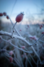 A Red Rosehip Is Covered With White Ice Crystals In Winter
