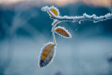 Yellow Leaves On A Branch Are Covered With White Ice Crystals In Winter
