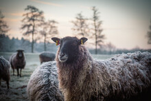 Some Black Sheep Standing On Frosty Meadow Looking At Camera