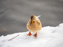 Yellow Colored Mallard Female Duck On The White Snow Background. Animal Polymorphism
