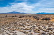 Salt Desert Scrub vegetation community at Ash Meadows National Wildlife Refuge in Nye County, Nevada.