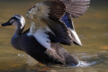 Eurasian Spot Billed Duck In The Pond