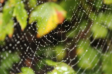 spider web with dew drops