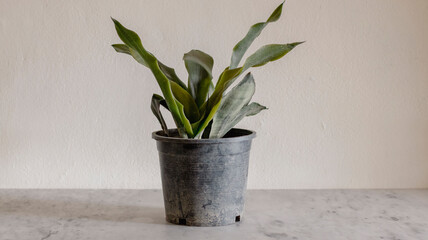 Cold temperature freezes and damage Sansevieria plant