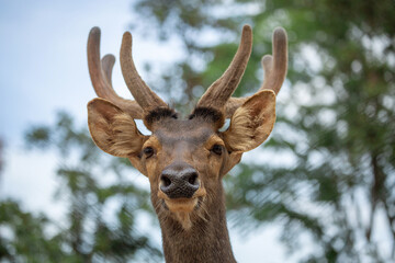 Poster - Rusa deer in the atmosphere of the natural forest