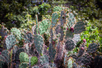 Wall Mural - Opuntia Ficus Indica is blooming in the wild.