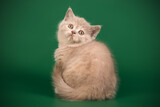 Fototapeta Koty - Scottish straight shorthair cat on colored backgrounds
